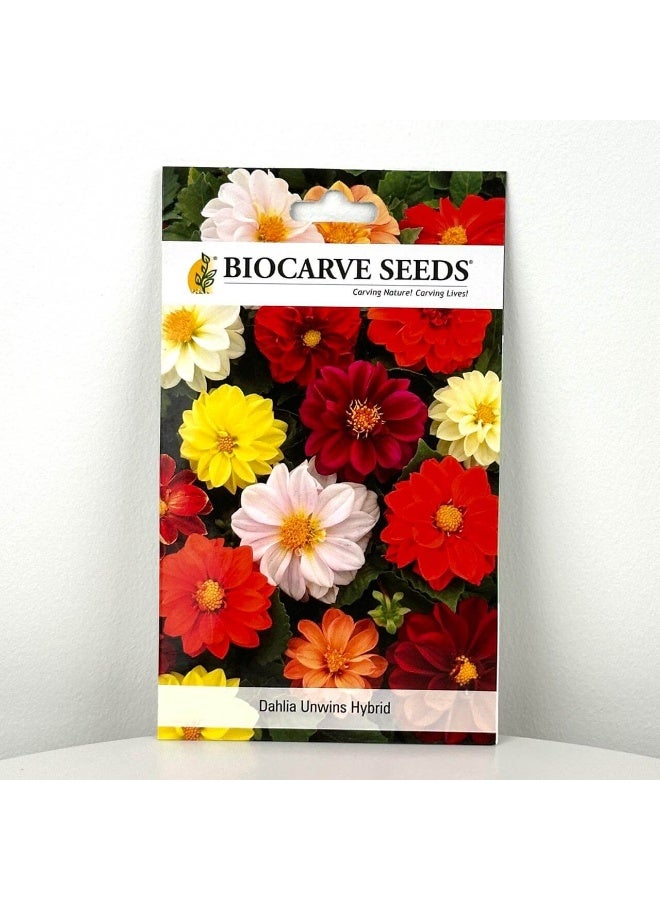 BIOCARVE SEEDS dahlia unwins hybrid - Image 1