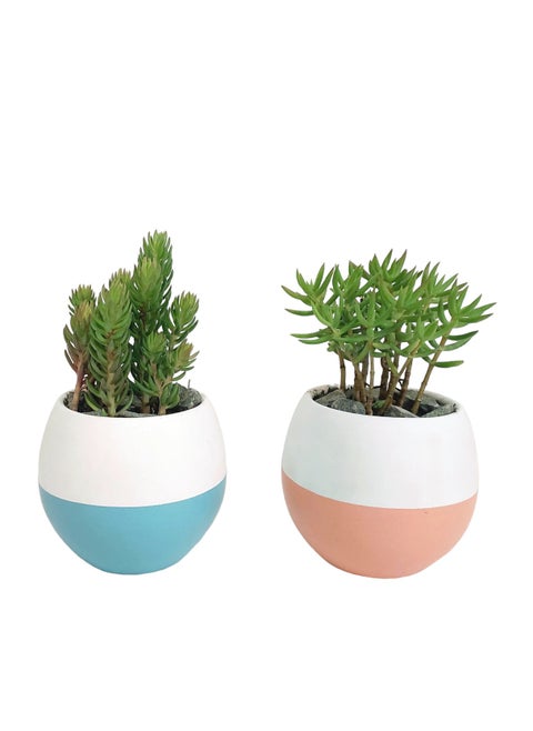 Stonecorp Cactus Set with decorative pots