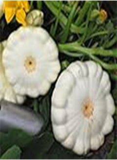 GGOOT Plant World Seeds - Squash White Scallop Seeds (Squash and Pumpkin Seeds) 