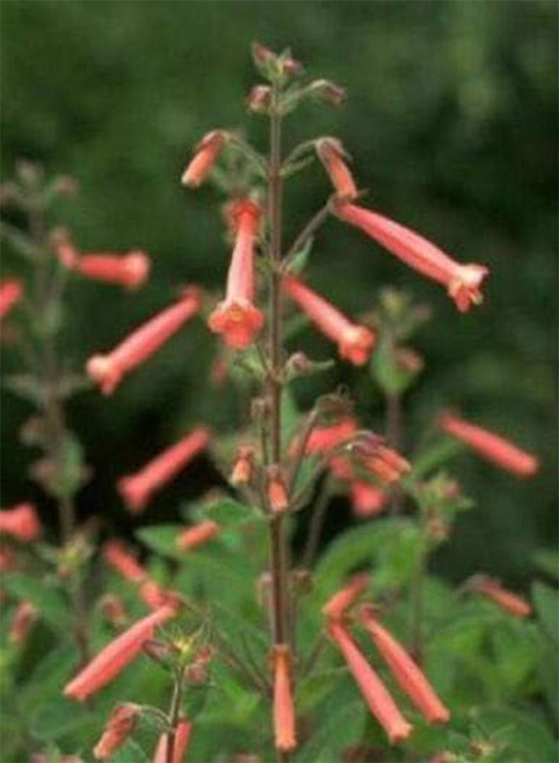 بذور نبات سينينجيا الهجينة النادرة ذات الزهور الحمراء @j@، نبات عصاري مزهر غريب - 20 بذرة