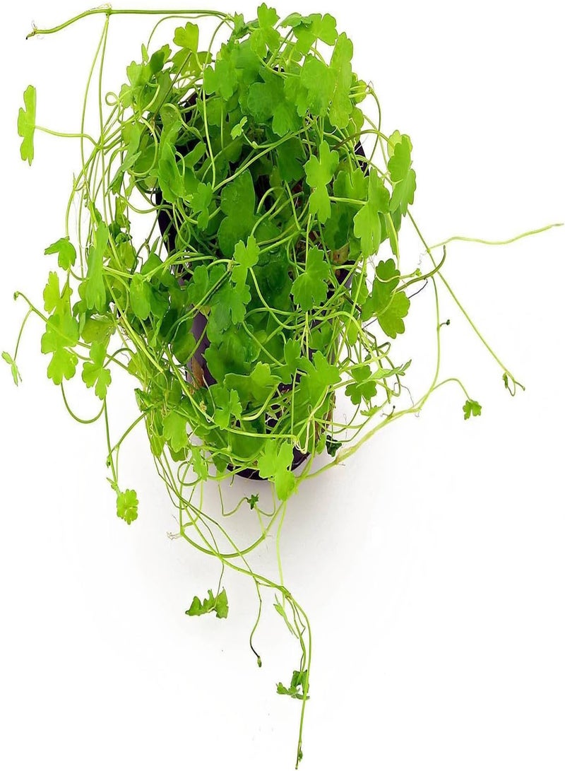 GGOOT 50 Premium Organic Centella Asiatica - Rau Ma - Pennywort - Gotu Kola - Seeds by - Image 1