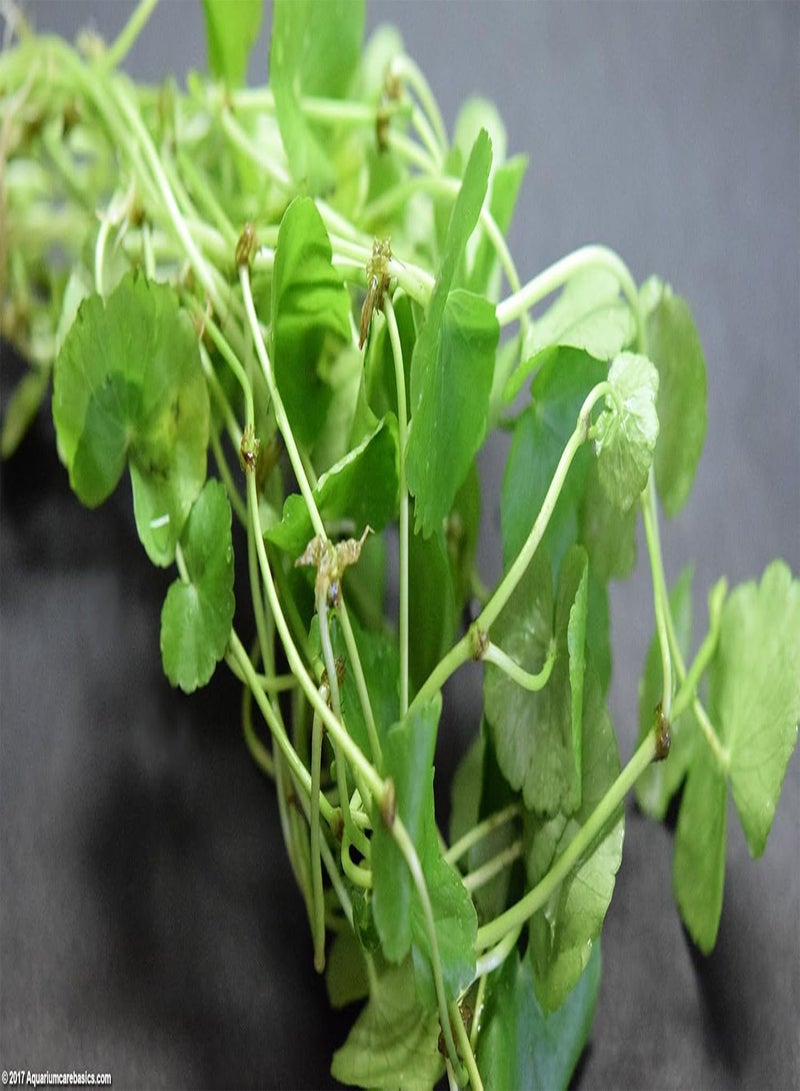 GGOOT 50 Premium Organic Centella Asiatica - Rau Ma - Pennywort - Gotu Kola - Seeds by - Image 3