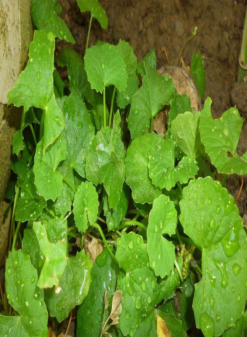 GGOOT 50 Premium Organic Centella Asiatica - Rau Ma - Pennywort - Gotu Kola - Seeds by - Image 2