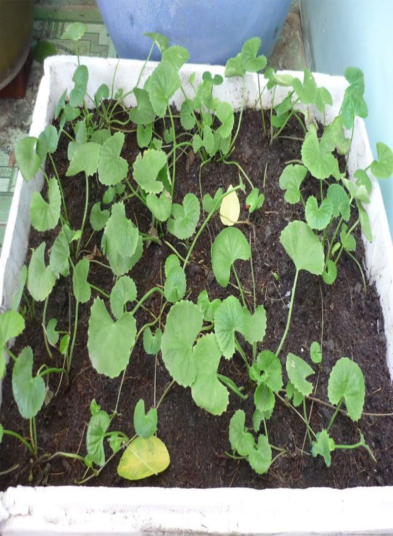 GGOOT 50 Premium Organic Centella Asiatica - Rau Ma - Pennywort - Gotu Kola - Seeds by - Image 5