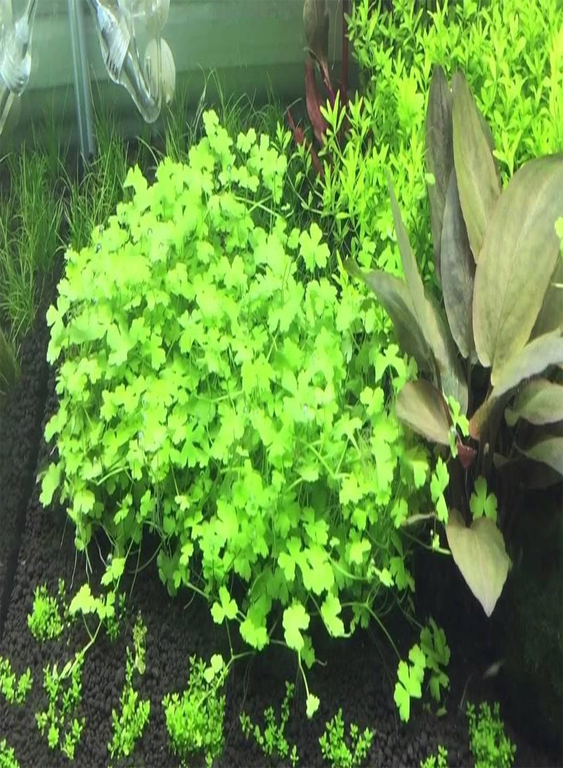 GGOOT 50 Premium Organic Centella Asiatica - Rau Ma - Pennywort - Gotu Kola - Seeds by - Image 4