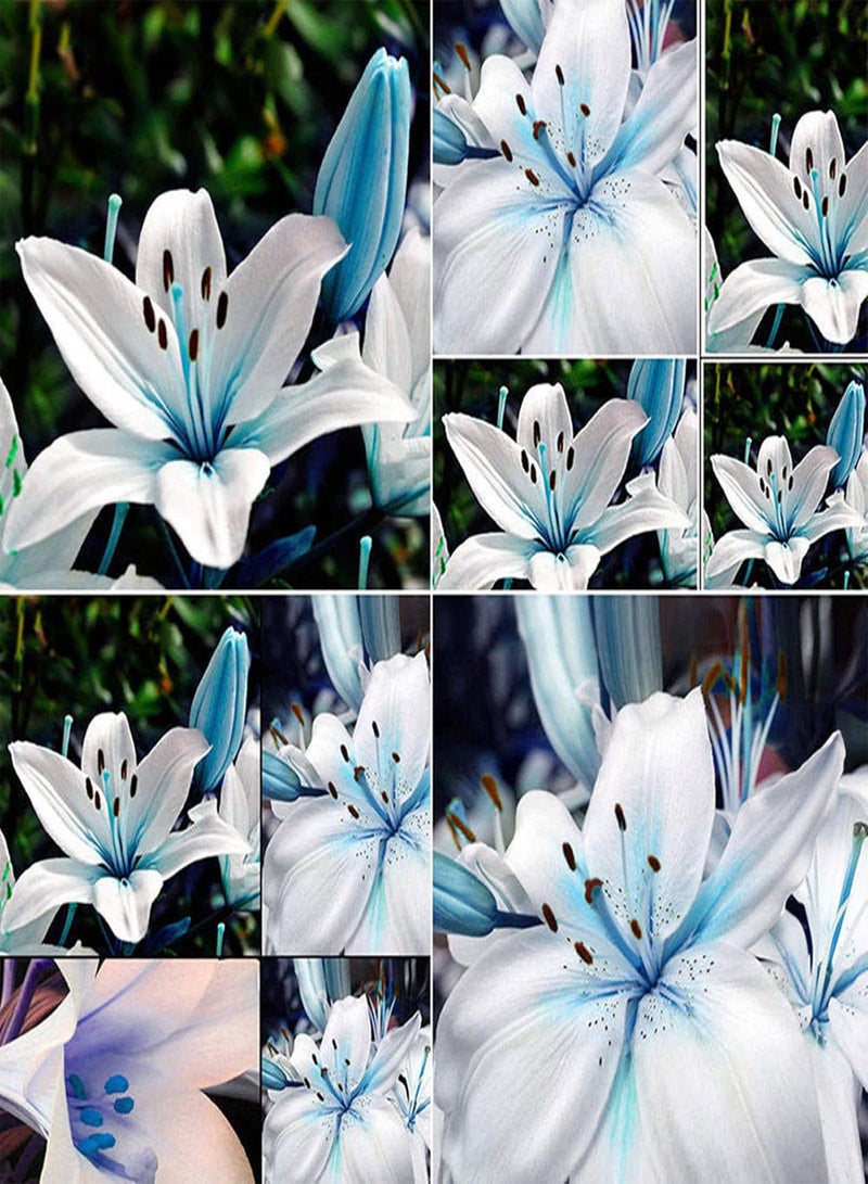 GGOOT 50Pcs Blue Rare Lily seeds Seeds Planting Lilium Flower Home Bonsai Garden Decor - Image 1