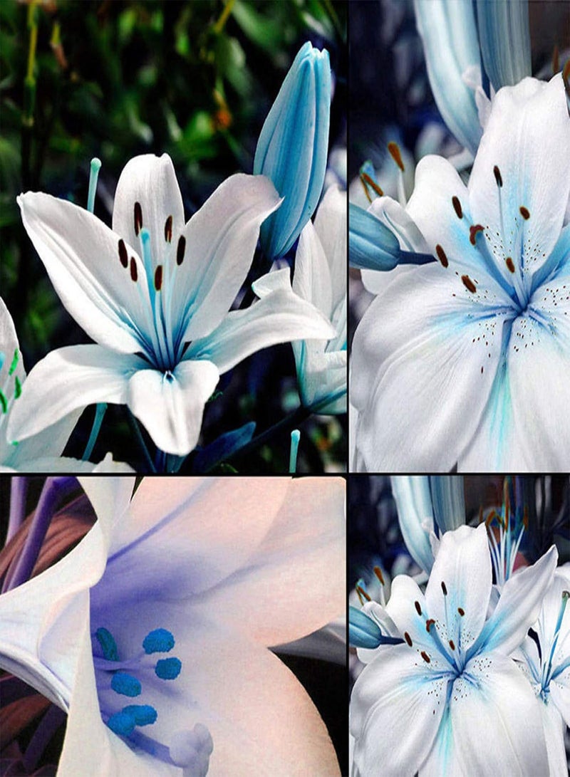 GGOOT 50Pcs Blue Rare Lily seeds Seeds Planting Lilium Flower Home Bonsai Garden Decor - Image 3