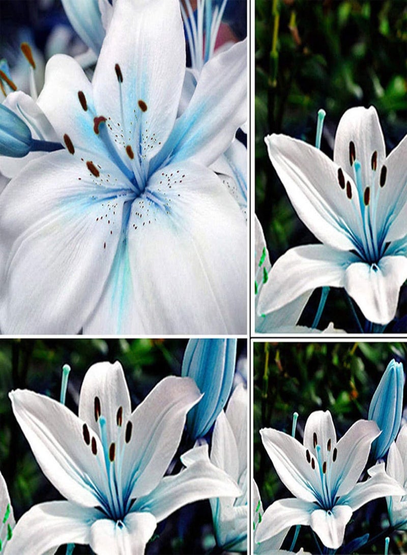 GGOOT 50Pcs Blue Rare Lily seeds Seeds Planting Lilium Flower Home Bonsai Garden Decor - Image 2