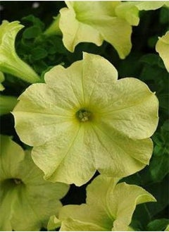 GGOOT Petunia Sophistica Lime Green 10 Seeds 