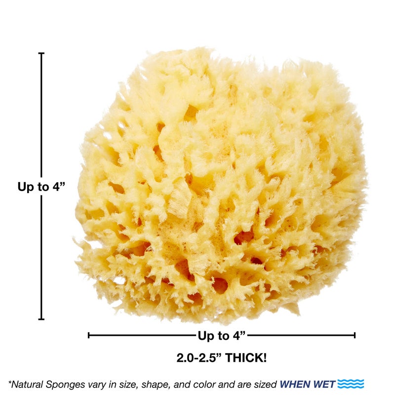 HartFelt Delicate Skin Wool Sea Sponge 4 in | Real Natural Sponges for Body and Face Gentle Care | Luxurious Lather - Image 3