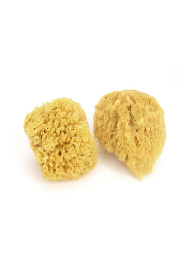 Neptune Caribbean Sea Sponge 2 Pack, Hand Cut, Small, Approx. 4-5 inches - Image 1