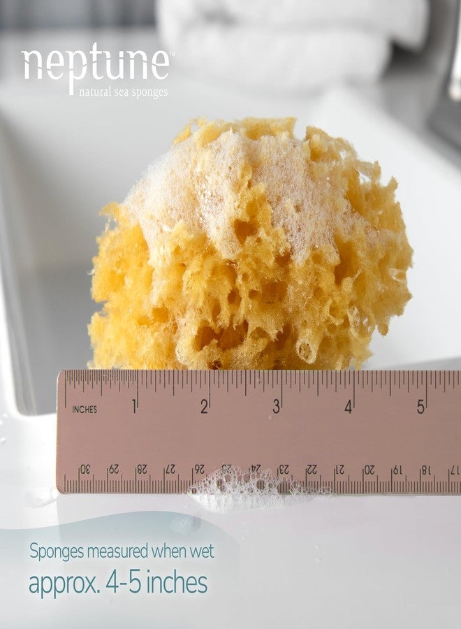 Neptune Caribbean Sea Sponge 2 Pack, Hand Cut, Small, Approx. 4-5 inches - Image 2