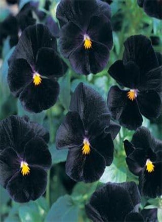 Viola Angel Black 100 Seeds - pzsku/ZE23D95BB28A14D81C0E3Z/45/1743071405/4fec7b96-13cb-4f69-8c6d-ac548d3decfc