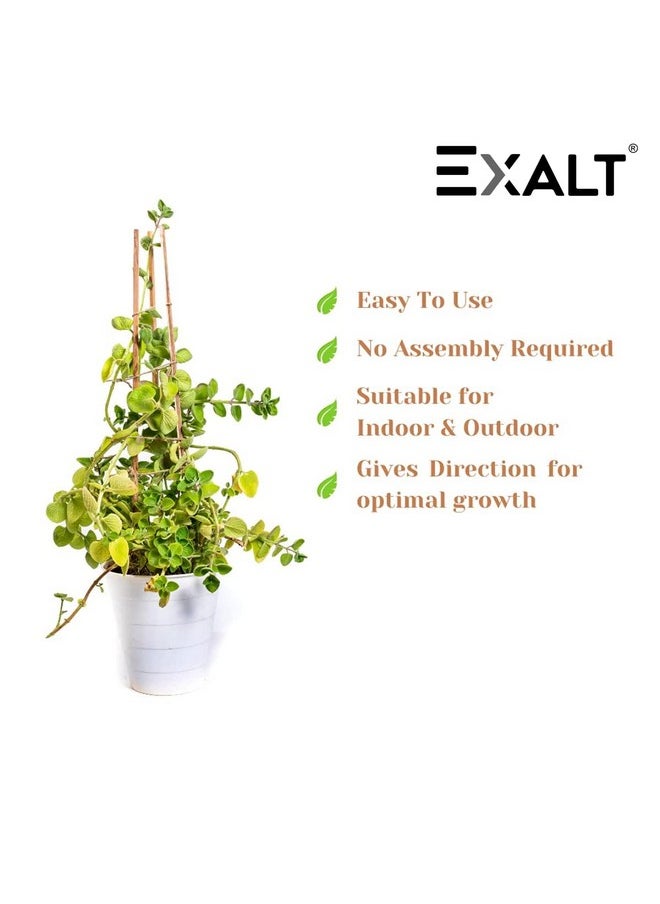 Exalt - EXALT® 3 feet Premium Natural Teak Wood Plant Support Sticks - Garden Sticks for Straightening Training and Supporting Plants - Strong and Durable Solution for Healthy Growth (12 pcs) - Image 1