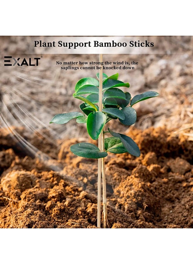 Exalt - EXALT® 3 feet Premium Natural Teak Wood Plant Support Sticks - Garden Sticks for Straightening Training and Supporting Plants - Strong and Durable Solution for Healthy Growth (12 pcs) - Image 1