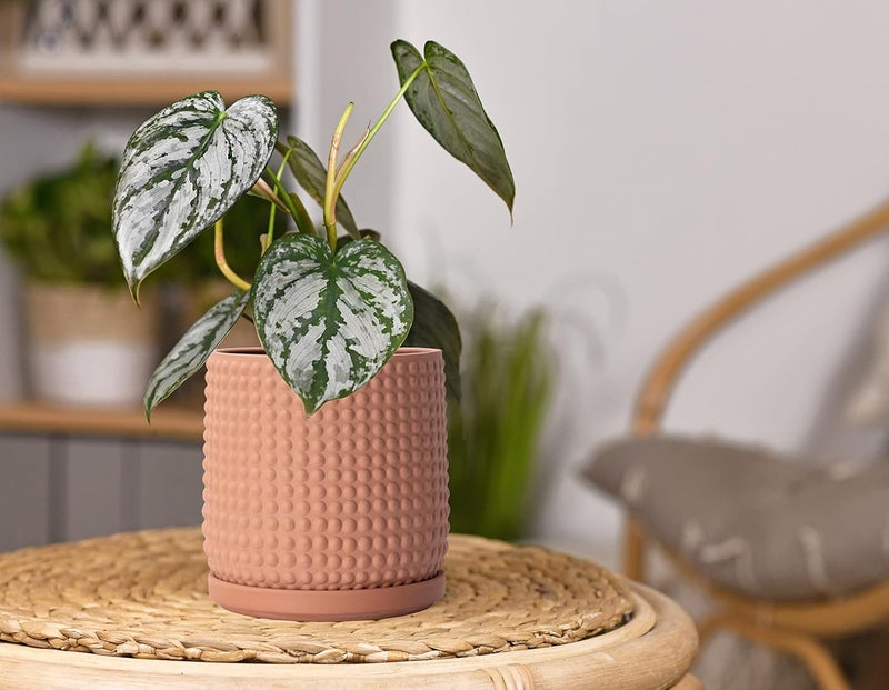 D'vine Dev Set of 2 Ceramic Plants Pots, 6 Inch Beaded Stoneware Flower Pot for Plants with Drainage Hole and Saucer, Terracotta, 27-E-X-7 - Image 5