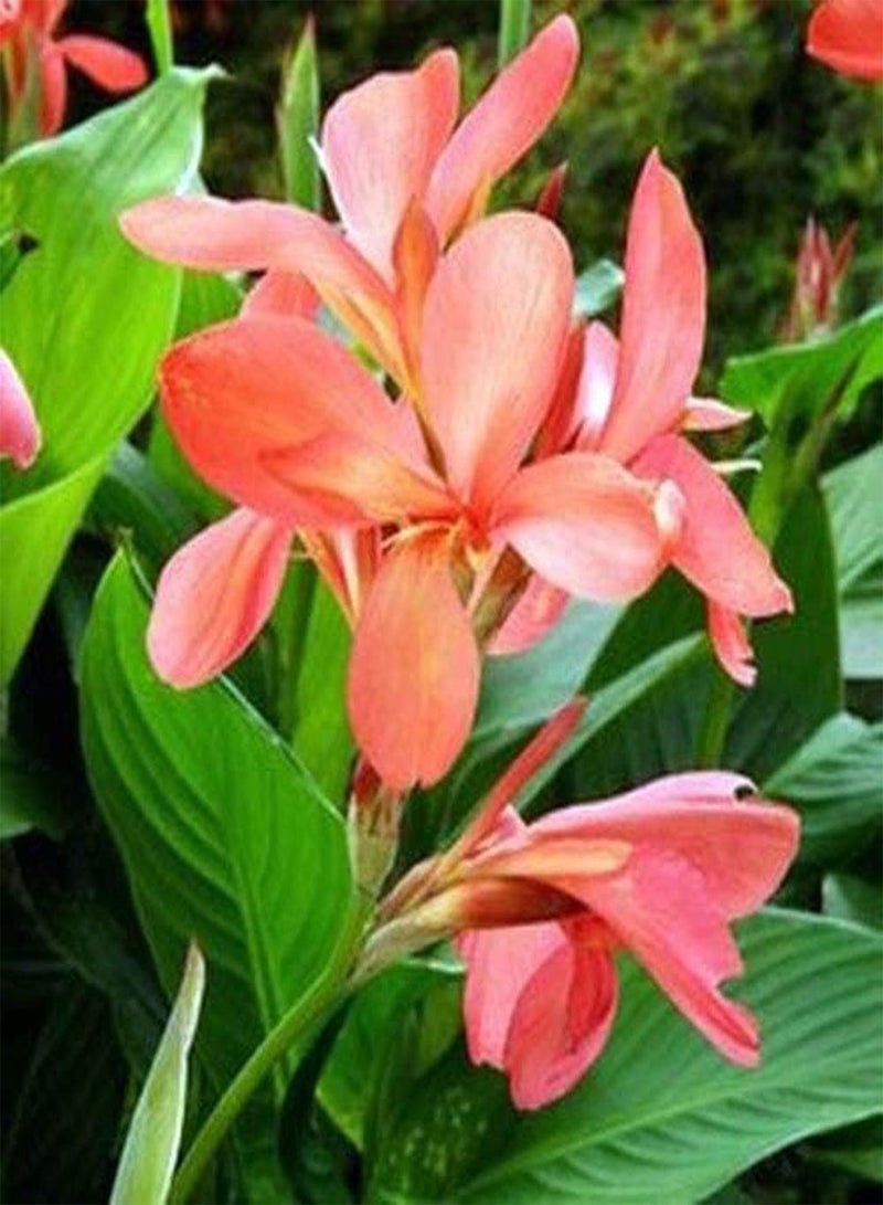 GGOOT 10pcs Mix Color Canna Lily Seeds Special Canna Varieties Suitable For Any Beginner Gardener Professional Grower Planted Outdoors - Image 2