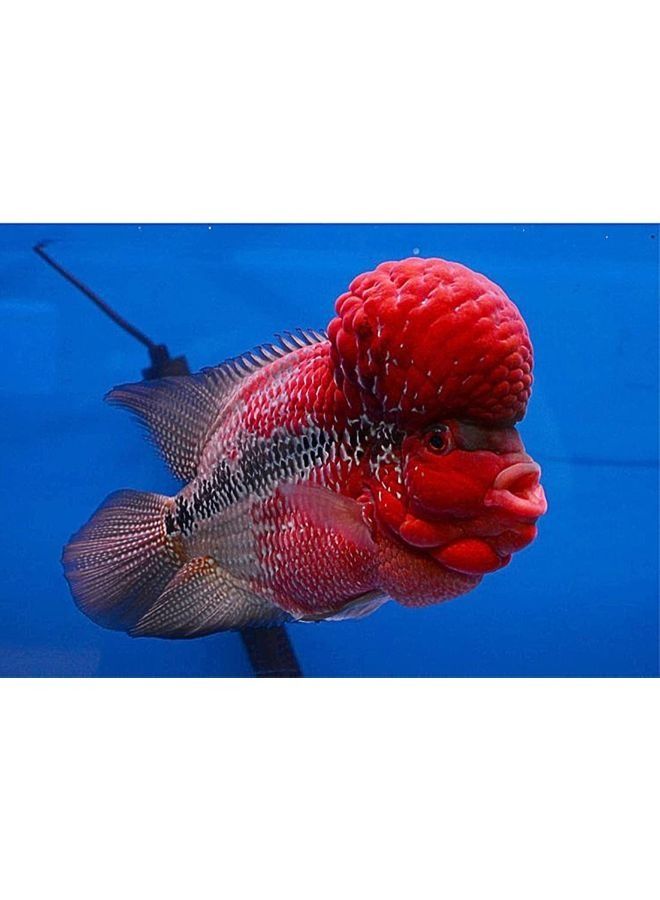 OKIKO Super FLOWERHORN Fish Food Red Head Mark Formula High Protein 100g - Image 2