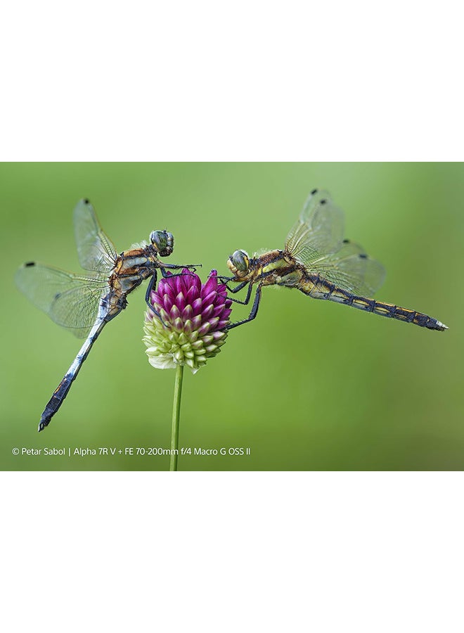 سوني عدسة FE 70-200mm F4 Macro G OSS II – عدسة زوم تليفوتوغرافي بحجم كامل مع تثبيت بصري، تركيز تلقائي سريع وتكبير 1:2 - Image 2