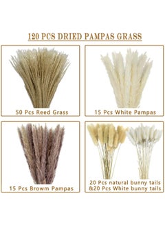 Generic 120 Pcs Dried Pampas Grass Dried Flowers Of Small Reeds Boho Natural Flowers Arrangements White Reed Bunny Tails for Home Decor Flower Living Room Balcony Wedding Party 