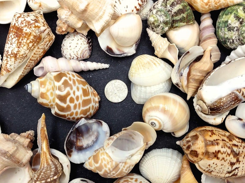 JUNERUSH Decorative Mix Artificial Sea Shell charms for craft jewellary making Aquarium Resin Art Mix collection All sizes 250 Grams - Image 4
