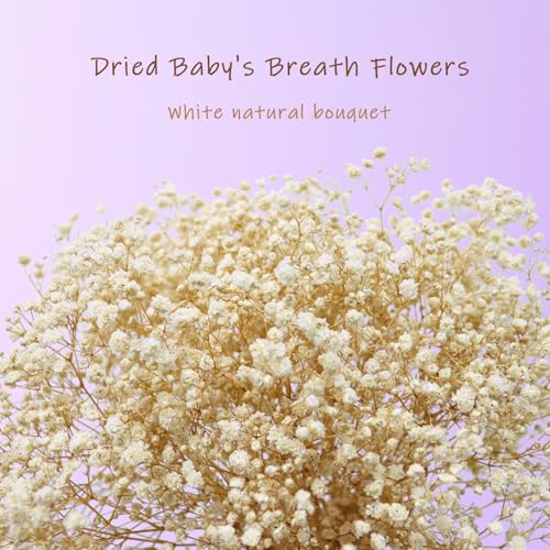 TooGet White Dried Flowers Dried Babys Breath Flowrs Bouquet Natural Gypsophila Branches for Home Decor Wedding Table Decor DIY Wreath Floral Dry Flowers Bulk for Vase - Image 3