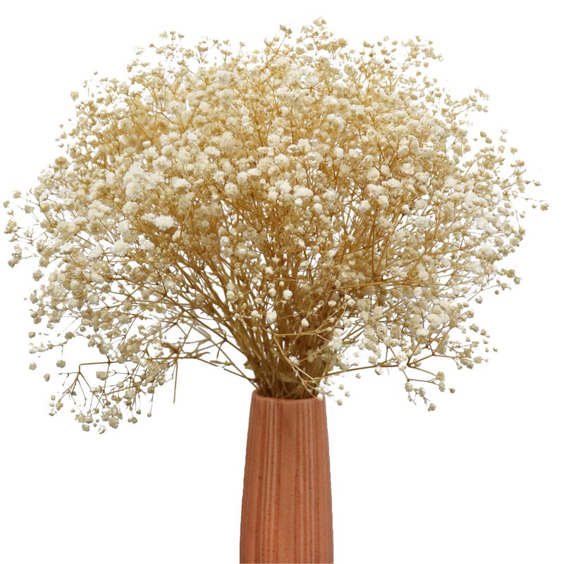 TooGet White Dried Flowers Dried Babys Breath Flowrs Bouquet Natural Gypsophila Branches for Home Decor Wedding Table Decor DIY Wreath Floral Dry Flowers Bulk for Vase - Image 2