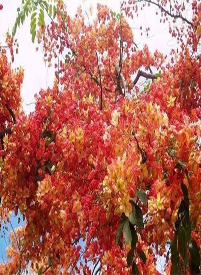 GGOOT Seeds 5 Seeds of marginated Cassia red Shower of The red-Orange Flowers: Only Seeds - Image 4