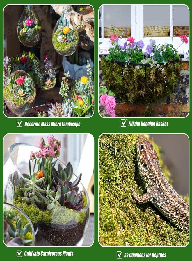 Doter Dried Forest Moss for Plants (5 qt / 1 Pack), Sphagnum Potting Moss for Various Plants, Including Orchids, Carnivorous Plants, Succulents, Garden Flowers, and Reptiles - Image 5