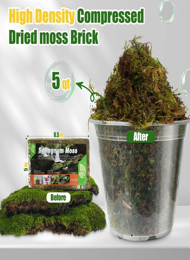 Doter Dried Forest Moss for Plants (5 qt / 1 Pack), Sphagnum Potting Moss for Various Plants, Including Orchids, Carnivorous Plants, Succulents, Garden Flowers, and Reptiles - Image 2
