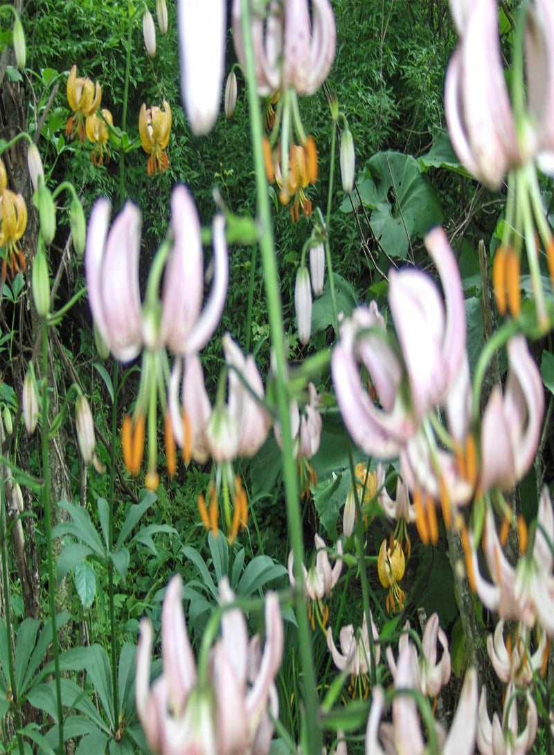 GGOOT Seeds OT of 25+ Mixed White Mix Lily martagone semi, Turks Cap, Perennial Plants Shadow Hardy - Image 4