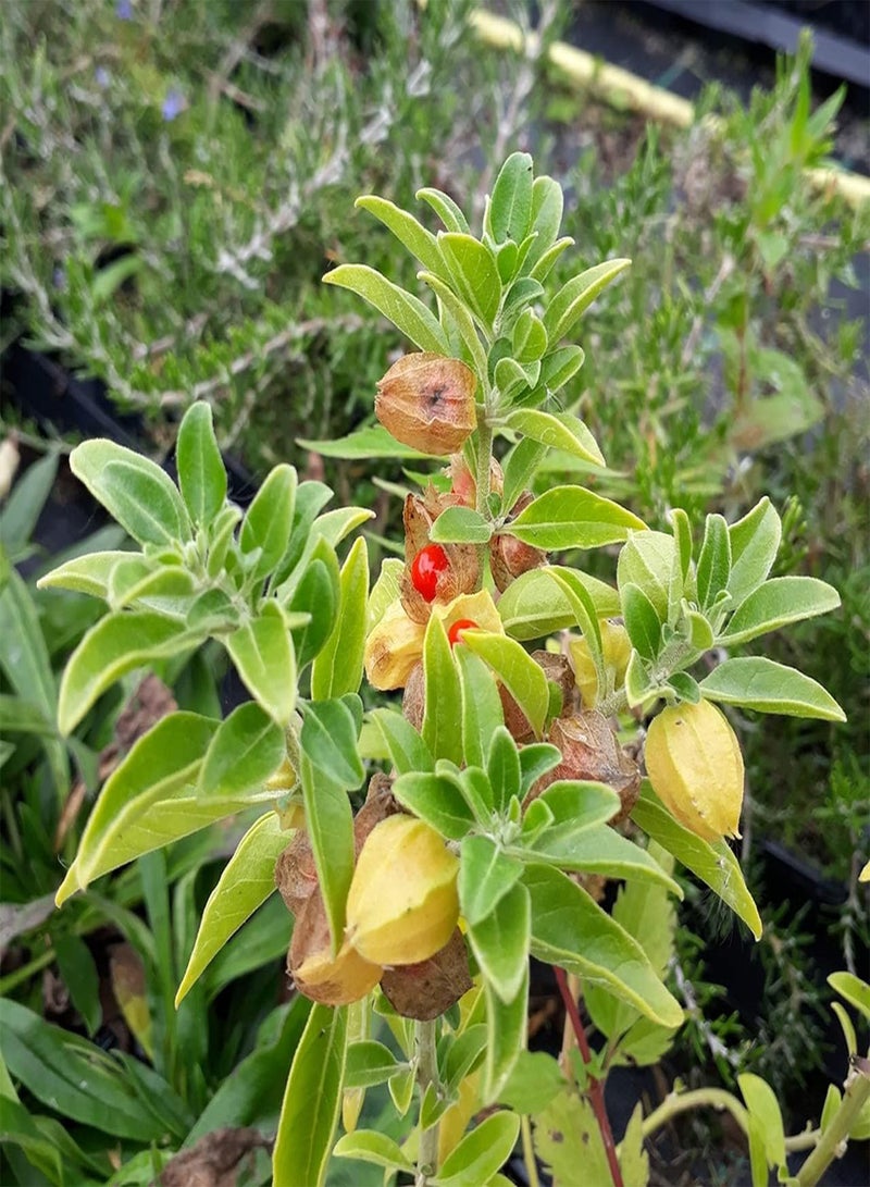 جي جوت الجينسنغ الهندي، أكثر من 50 بذرة، أشواغاندا، شحن في نفس اليوم - Image 3