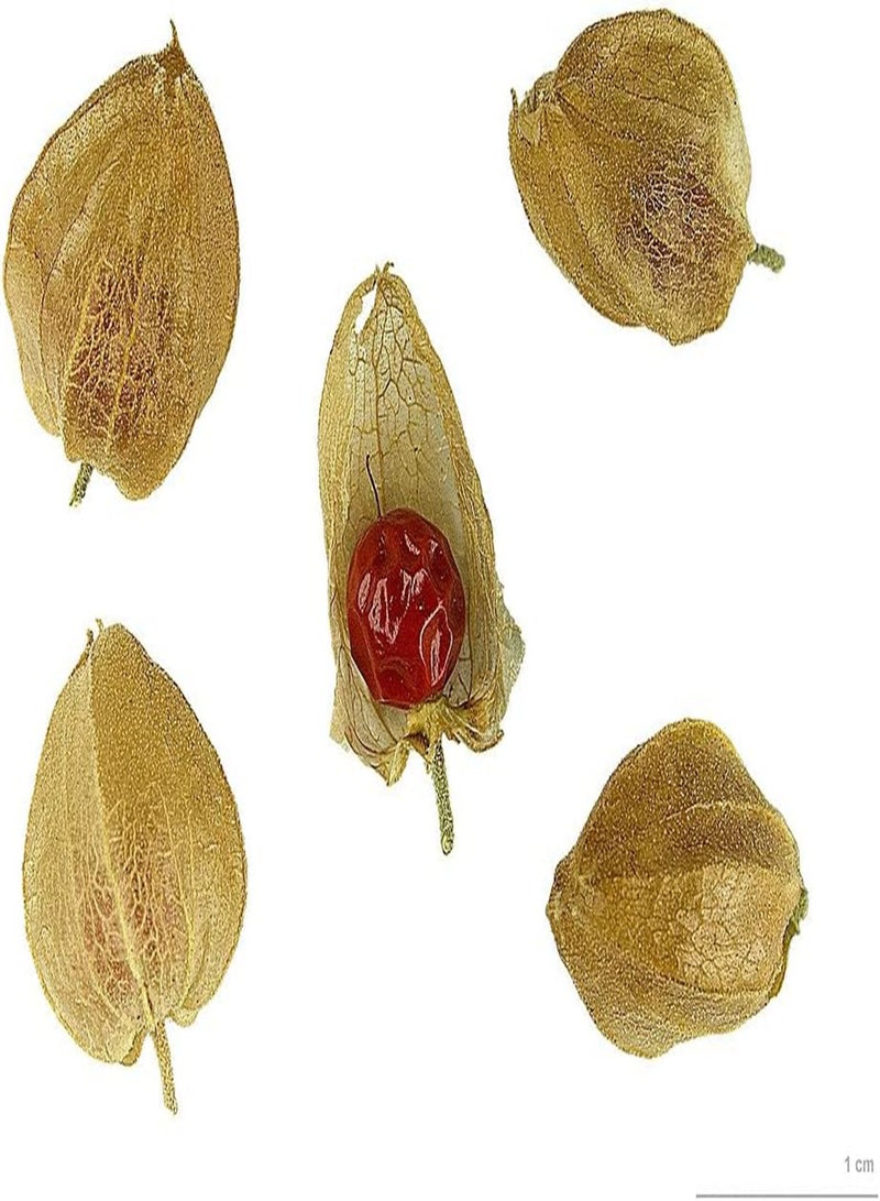 جي جوت الجينسنغ الهندي، أكثر من 50 بذرة، أشواغاندا، شحن في نفس اليوم - Image 2