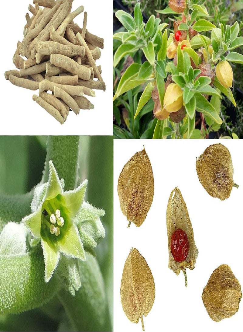 جي جوت الجينسنغ الهندي، أكثر من 50 بذرة، أشواغاندا، شحن في نفس اليوم - Image 1