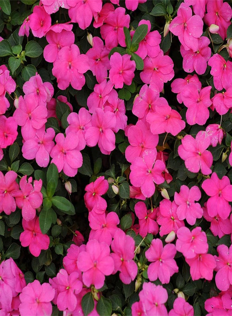 جي جوت 200 قطعة من بذور نبات البلسم، أزهار زينة جميلة تنضح برائحة قوية مزروعة على شرفة الحديقة، سهلة العناية - Image 1