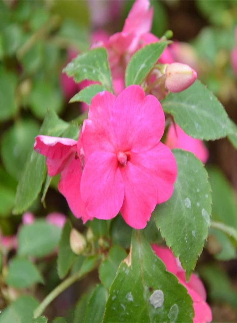 جي جوت 200 قطعة من بذور نبات البلسم، أزهار زينة جميلة تنضح برائحة قوية مزروعة على شرفة الحديقة، سهلة العناية - Image 2