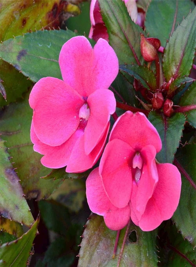 جي جوت 200 قطعة من بذور نبات البلسم، أزهار زينة جميلة تنضح برائحة قوية مزروعة على شرفة الحديقة، سهلة العناية - Image 4