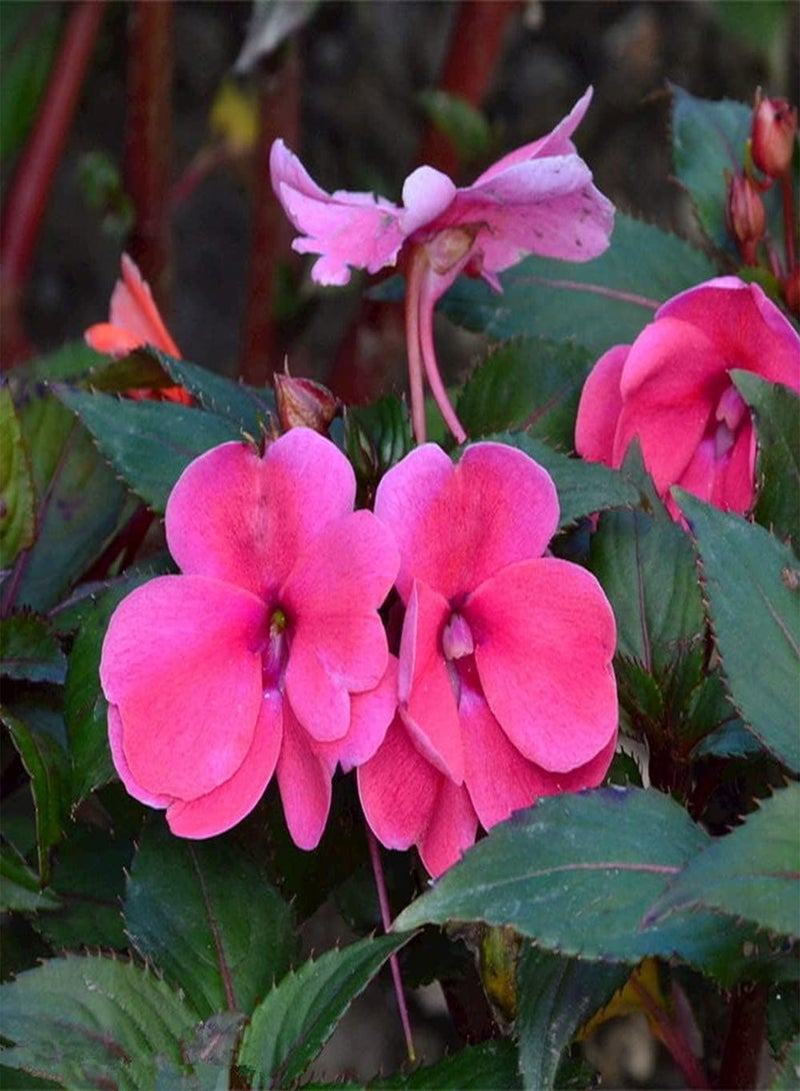 جي جوت 200 قطعة من بذور نبات البلسم، أزهار زينة جميلة تنضح برائحة قوية مزروعة على شرفة الحديقة، سهلة العناية - Image 3