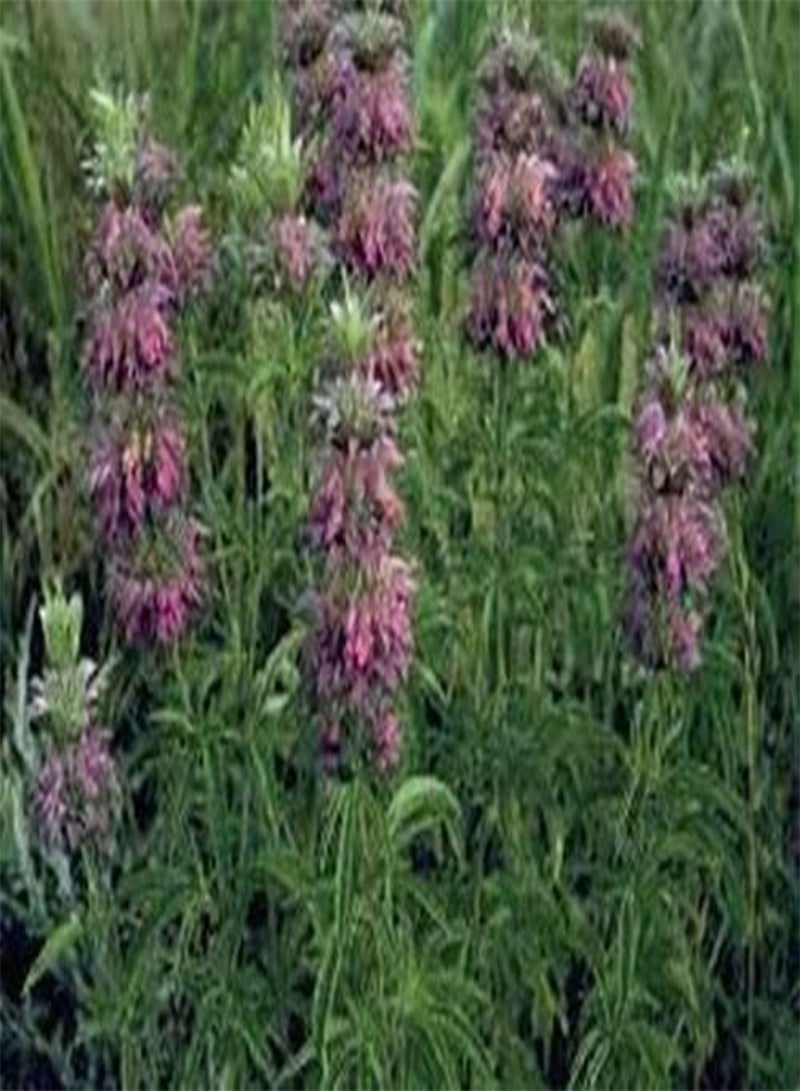 GGOOT Monarda Didyma Citrioda- Lemon Bee Balm- 100 Seeds - Image 2