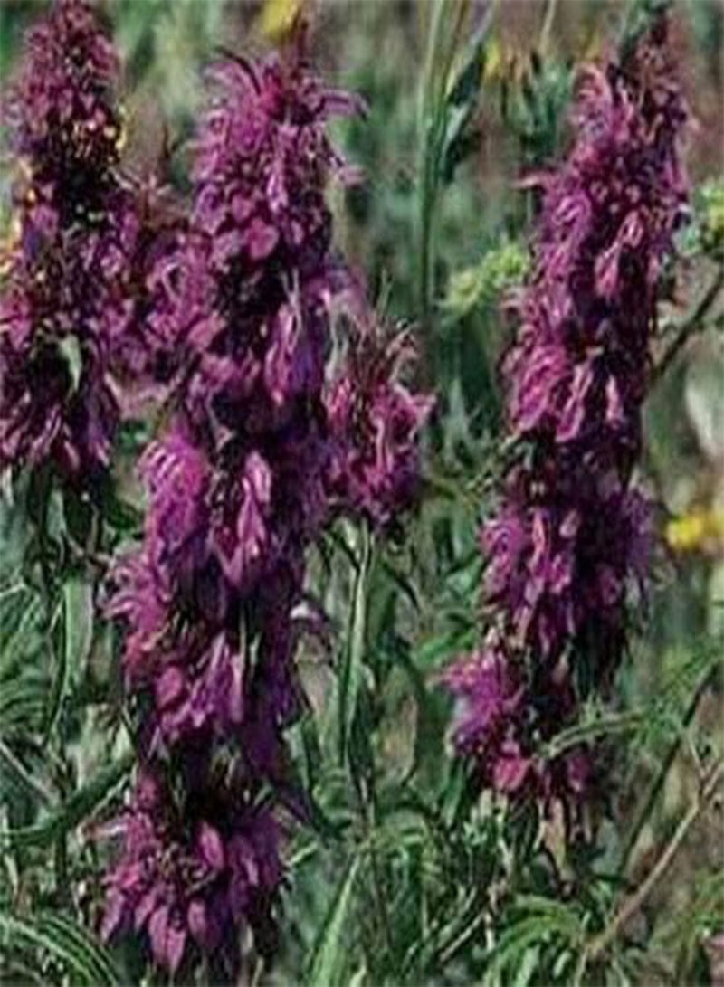 GGOOT Monarda Didyma Citrioda- Lemon Bee Balm- 100 Seeds - Image 1