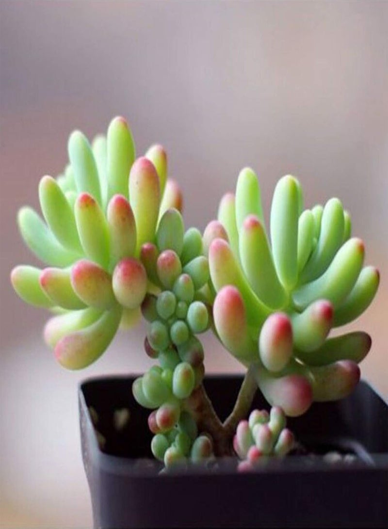 GGOOT Green Garden Flower Plants-100Pcs Mixed Rare Succulents Seeds Perennial Plant Garden Balcony Bonsai Decor - 100pcs Succulent Seeds# - Image 5