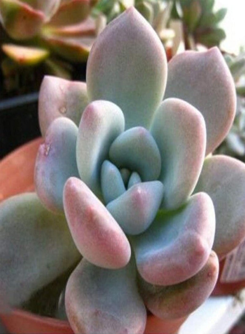 GGOOT Green Garden Flower Plants-100Pcs Mixed Rare Succulents Seeds Perennial Plant Garden Balcony Bonsai Decor - 100pcs Succulent Seeds# - Image 2