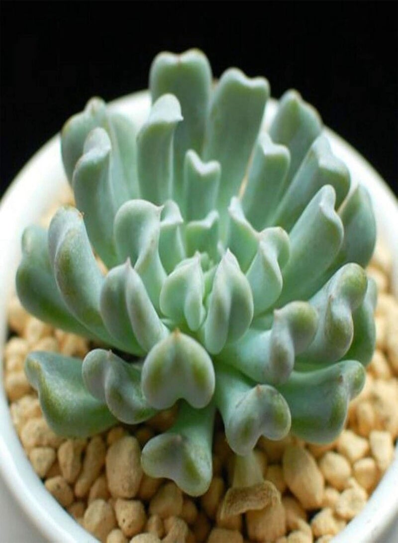 GGOOT Green Garden Flower Plants-100Pcs Mixed Rare Succulents Seeds Perennial Plant Garden Balcony Bonsai Decor - 100pcs Succulent Seeds# - Image 3