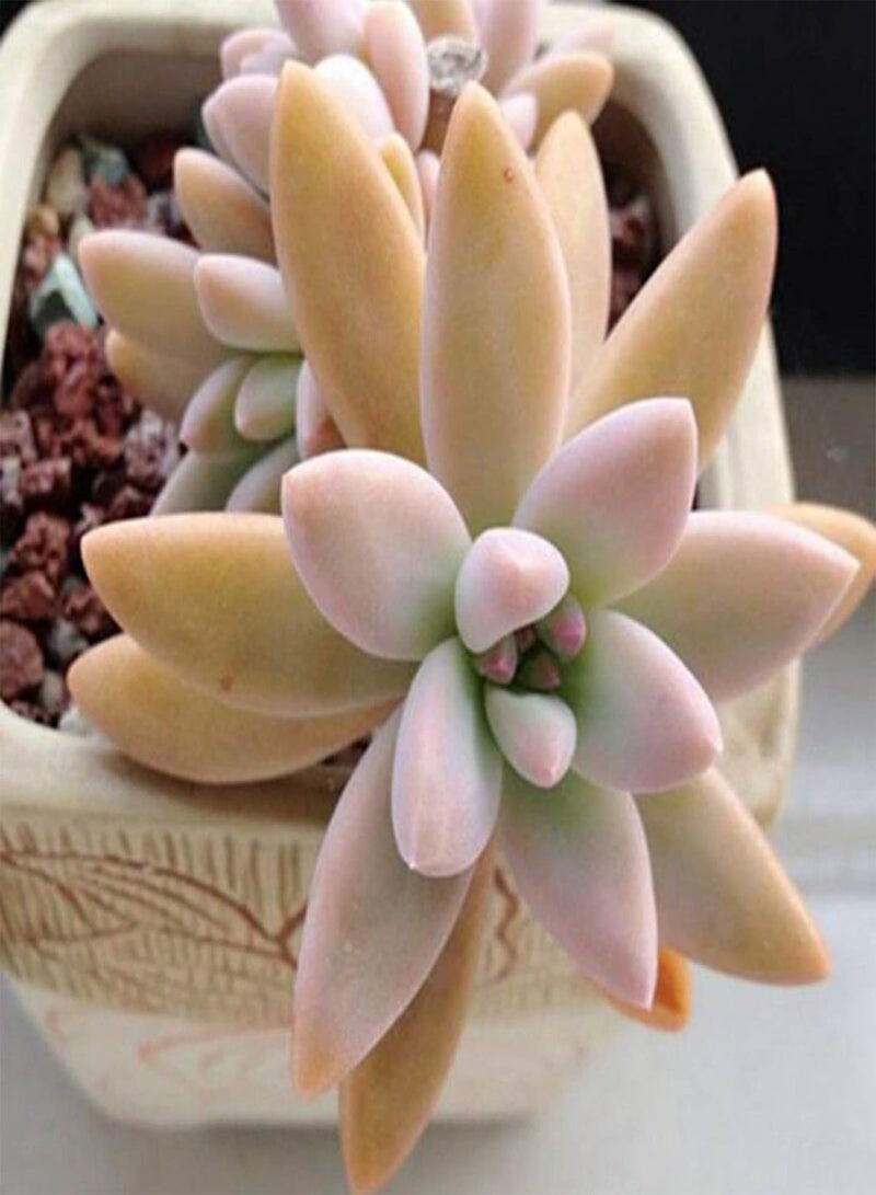 GGOOT Green Garden Flower Plants-100Pcs Mixed Rare Succulents Seeds Perennial Plant Garden Balcony Bonsai Decor - 100pcs Succulent Seeds# - Image 4