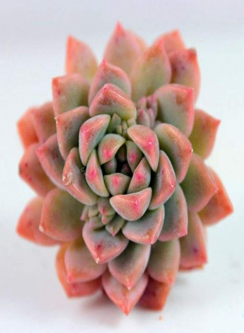 GGOOT Green Garden Flower Plants-100Pcs Mixed Rare Succulents Seeds Perennial Plant Garden Balcony Bonsai Decor - 100pcs Succulent Seeds# - Image 1