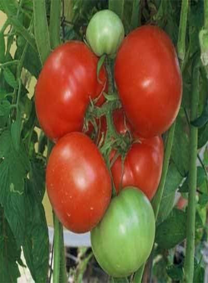 جي جوت 30 بذور نيبال - طماطم أواخر الموسم