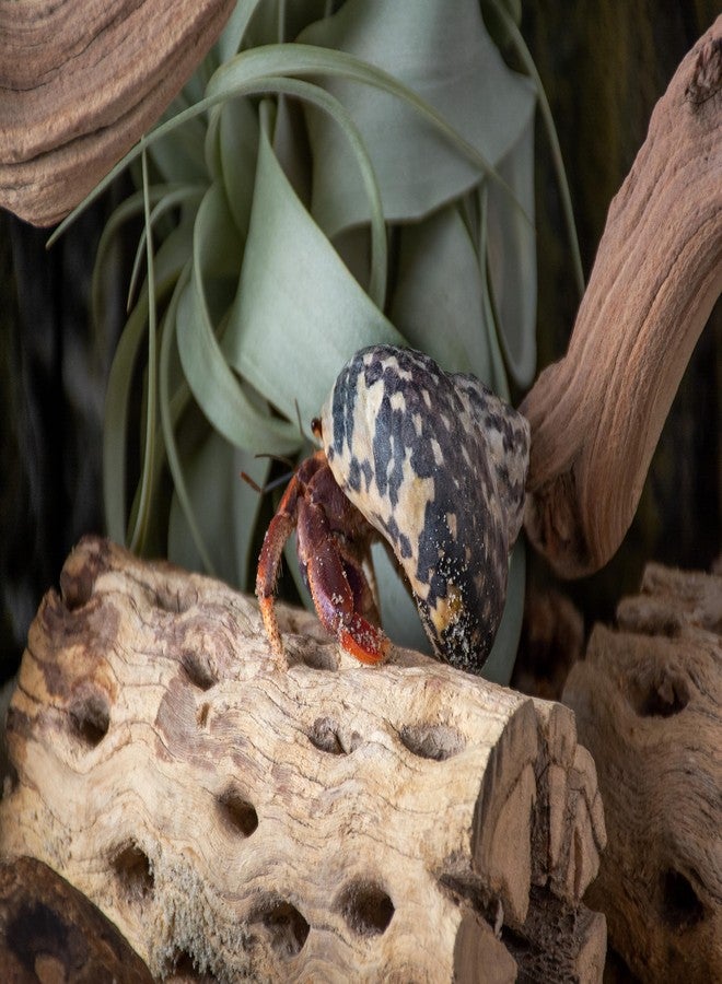 سوبر موس (23492) حامل نباتات عصارية هوائية من خشب تشولا مقاس 6 بوصات، لتزيين أحواض السمك أو كنباتات صغيرة، عبوة من 3 قطع - Image 5