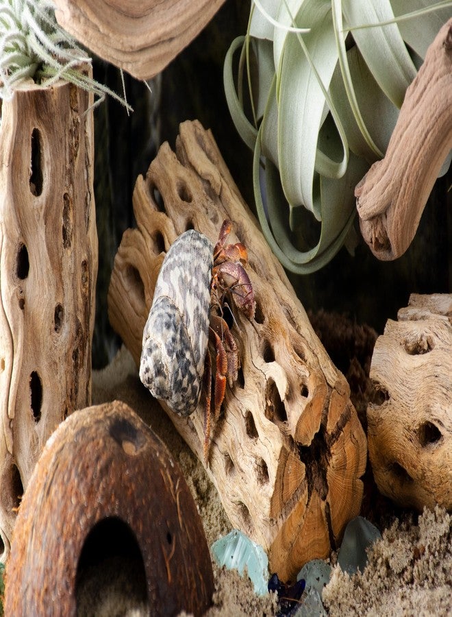 سوبر موس (23492) حامل نباتات عصارية هوائية من خشب تشولا مقاس 6 بوصات، لتزيين أحواض السمك أو كنباتات صغيرة، عبوة من 3 قطع - Image 3