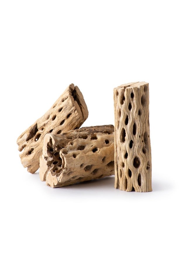 سوبر موس (23492) حامل نباتات عصارية هوائية من خشب تشولا مقاس 6 بوصات، لتزيين أحواض السمك أو كنباتات صغيرة، عبوة من 3 قطع - Image 1