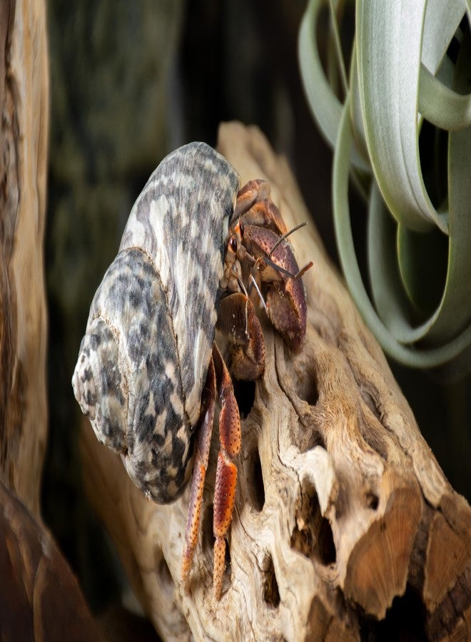 سوبر موس (23492) حامل نباتات عصارية هوائية من خشب تشولا مقاس 6 بوصات، لتزيين أحواض السمك أو كنباتات صغيرة، عبوة من 3 قطع - Image 4